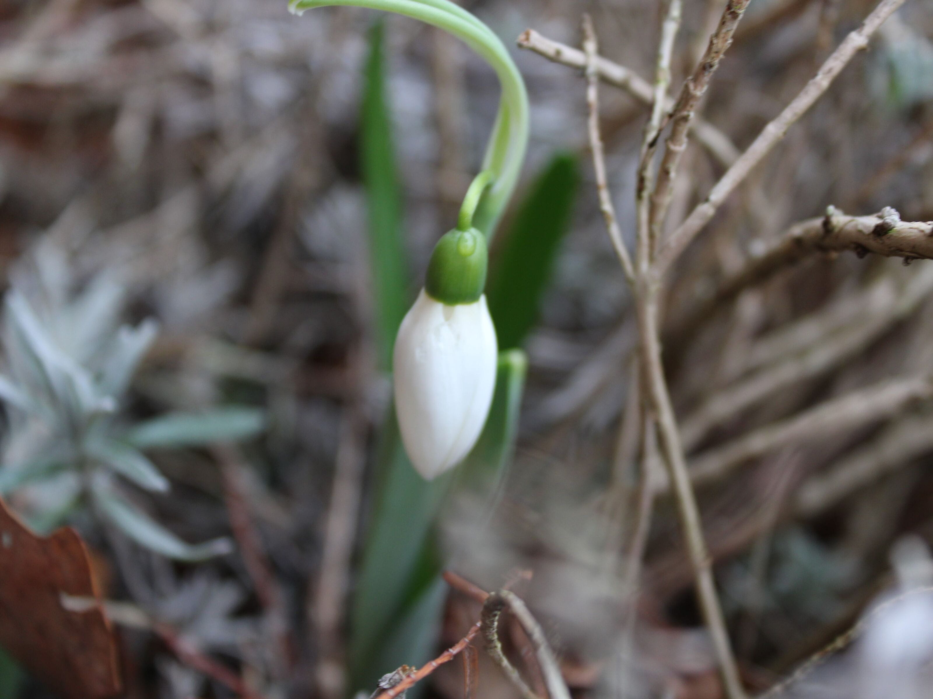 Bloemknop van een sneeuwklokje